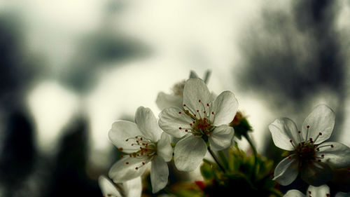 Close-up of white flower