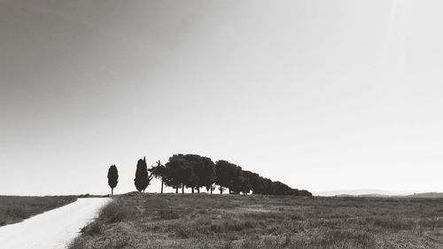 View of a horse on the field