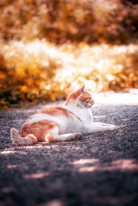 Cat lying in a city