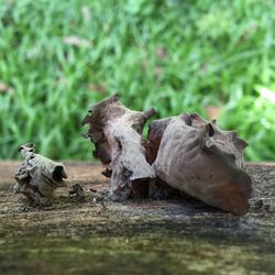 Close-up of crab on grass