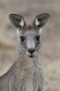 Close-up portrait of kangaroo