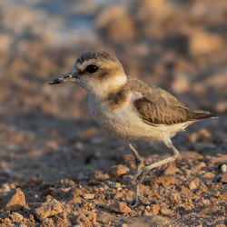 Close-up of a bird on land