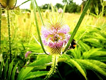 Close-up of insect on purple flower