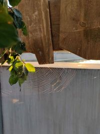 High angle view of plant growing on wooden fence