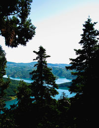 Silhouette trees growing on mountain against sky