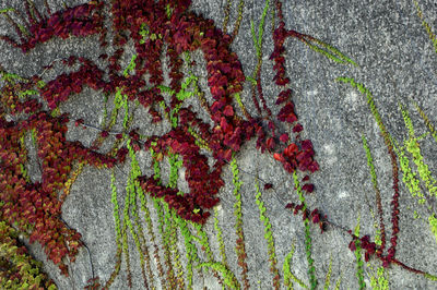 Plants growing in the dark