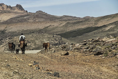 Rear view of people riding horses in desert