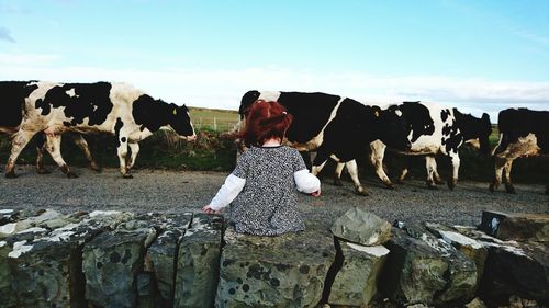 Rear view of child sitting on stone wall next to cows walking on country road