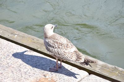 High angle view of seagull perching on a lake