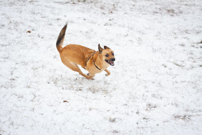 Dog on snow