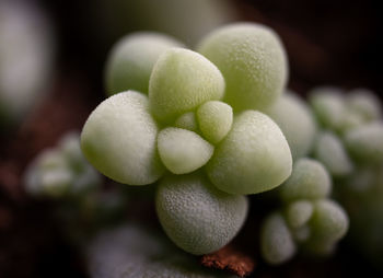 Close-up of growing succulent
