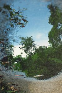 Reflection of trees in water