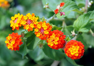 Close-up of orange flowers and leaves