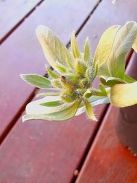Close-up of potted plant