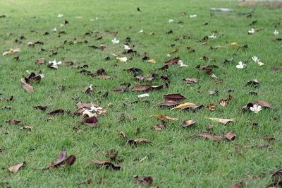 High angle view of dry leaves on field