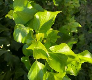 Close-up of green leaves