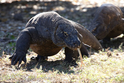 Close-up of a turtle on field