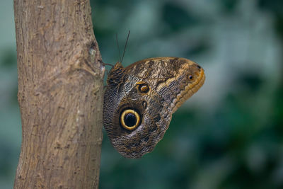 Close-up of butterfly on tree trunk