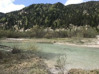Scenic view of lake by trees in forest