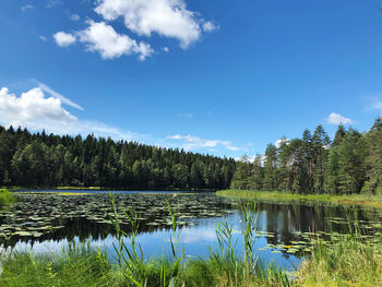 Scenic view of lake in forest against sky