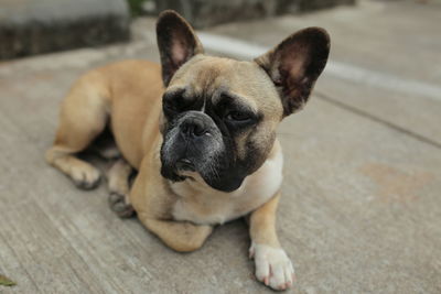 Portrait of dog relaxing on footpath