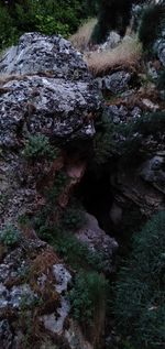 High angle view of rocks in forest