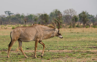 Side view of horned animal walking on field
