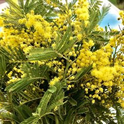 Close-up of yellow flowering plant