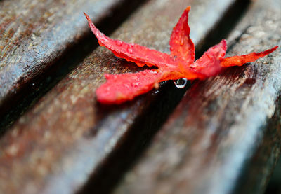 Close-up of red leaves on wood