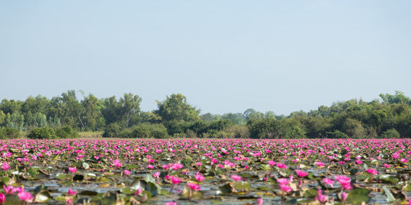 Pink flowers blooming on field against clear sky