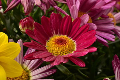 Close-up of pink flower