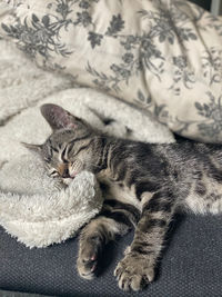 High angle view of cat sleeping on sofa