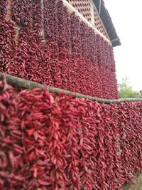 Close up of red chili peppers