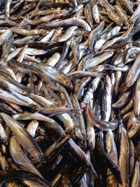 Full frame shot of fish for sale in market