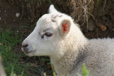 Close-up of sheep in a field