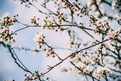 Low angle view of cherry blossoms in spring