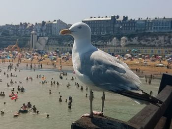 Seagulls perching on wooden post in city