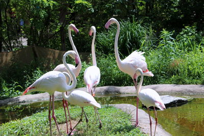 Birds perching on a lake