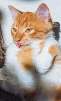 Close-up of a cat looking away