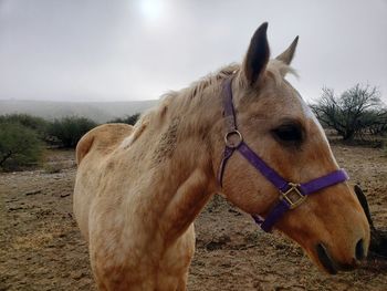 Horse in ranch