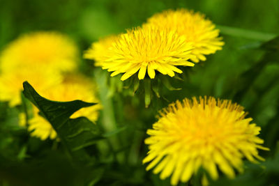Close-up of yellow flowering plant