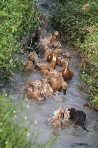 High angle view of ducks in lake