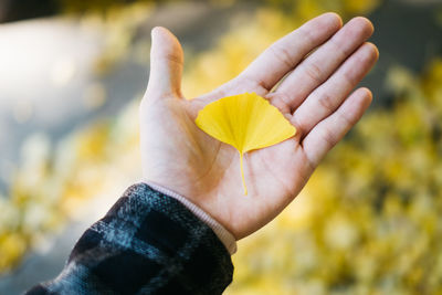 Close-up of hand holding leaf