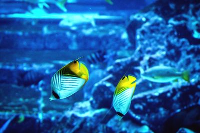 Close-up of fish swimming in aquarium