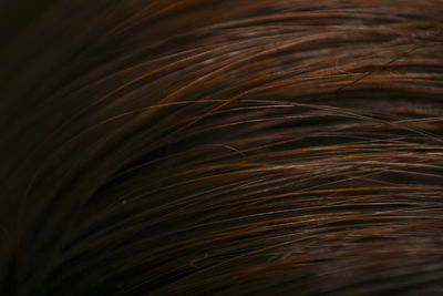 Full frame shot of woman hair