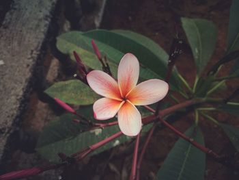 Close-up of frangipani on plant