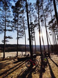 Bicycles brake in forest tour in the sun