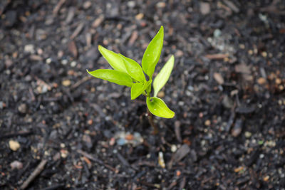 Fresh green seedlings growing in pots. garedning concept.