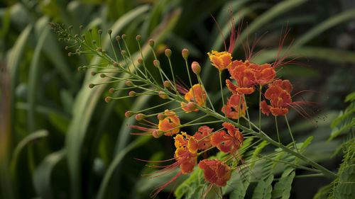Close-up of butterfly on plant
