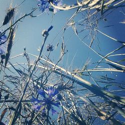 Bare trees against blue sky